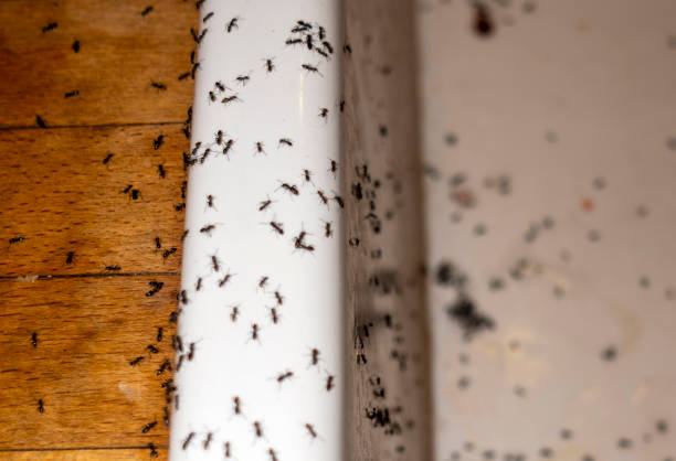 Best Best Pest Control Companies  in Ripon, WI