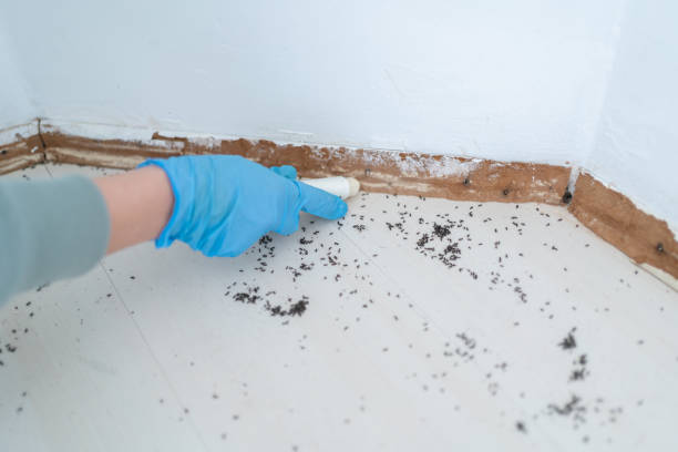 Wasp Removal Services in Ripon, WI